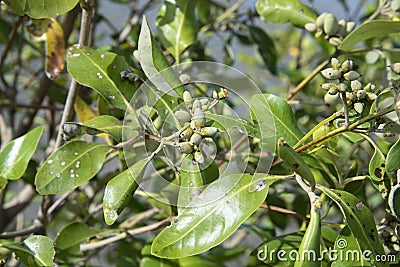 Cluster of the mangrove tannin fruits. Stock Photo