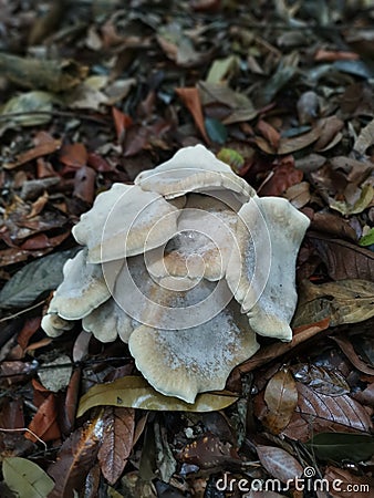 cluster of the pale brittlestem mushroom Stock Photo