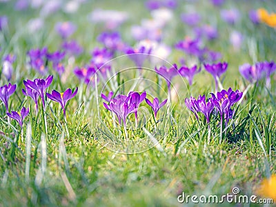 Image of a colorful field of crocuses during spring on a sunny day with blur in the back and foreground Stock Photo