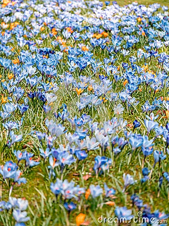 Image of a colorful field of crocuses during spring on a sunny day with blur in the back and foreground Stock Photo