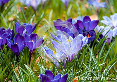 Image of a colorful field of crocuses during spring on a sunny day with blur in the back and foreground Stock Photo