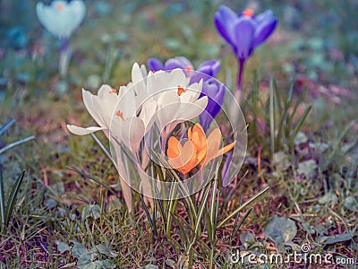 Image of a colorful field of crocuses during spring on a sunny day with blur in the back and foreground Stock Photo