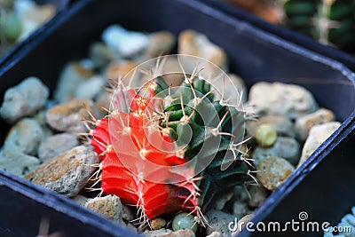 The image of the colorful gymnocalysium cactus in pot Stock Photo