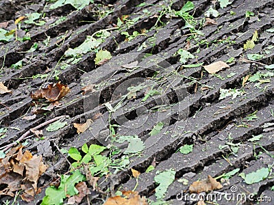 Image of colorful leaves on the ground Stock Photo