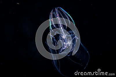 Image of a comb jellyfish at night. Stock Photo