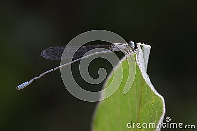 Image of Common Bluet Enallagma cyathigerum. Stock Photo