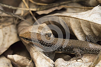 Image of a common garden skink Scincidae. Stock Photo