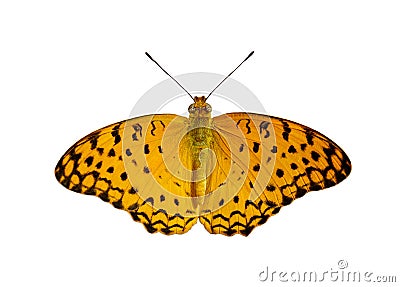 Image of Common Leopard Butterfly Phalanta phalantha isolated on white background. Insect. Animals Stock Photo