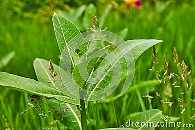 Common Milkweed with Latin name Asclepias Syiaca side view in field of green with Orchardgrass Stock Photo