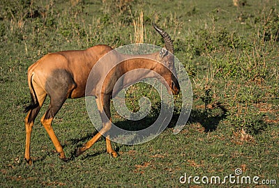 Common tsessebe on a grass field in Masai Mara Stock Photo