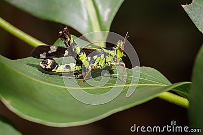 Image of Conjoined Spot Monkey-grasshopper male. Stock Photo