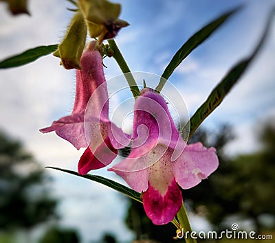Bell shaped pink colour flowers on sesame plant. Stock Photo