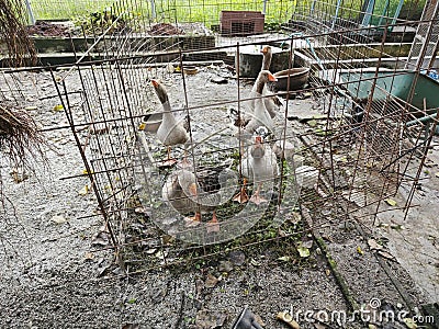 a couple of greylag geese in the caged fence. Stock Photo