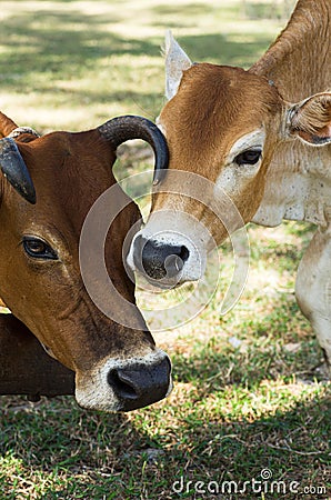 Image of 2 cows close up on the heads Stock Photo