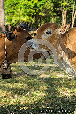 Image of 2 cows close up on the heads Stock Photo