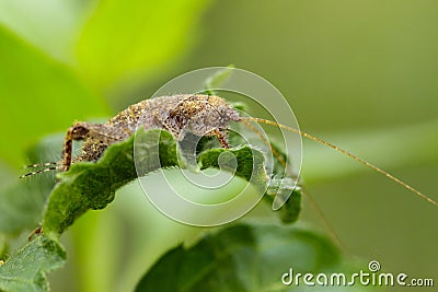 Image of cricket brown on green leaf. Insect. Stock Photo