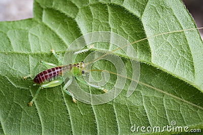 Image of cricket green on green leaves. Insect. Stock Photo