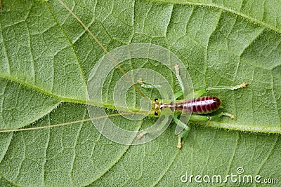 Image of cricket green on green leaves. Insect Stock Photo