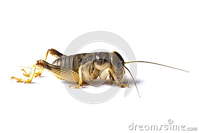 Image of cricket on white background., Insects. Stock Photo