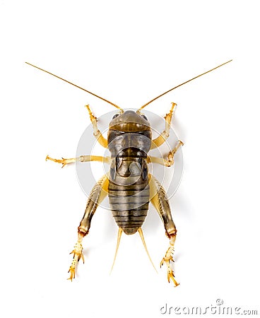 Image of cricket on white background., Insects. Stock Photo
