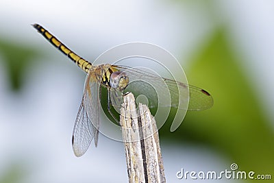 Image of crimson dropwing dragonfly femaleTrithemis aurora Stock Photo