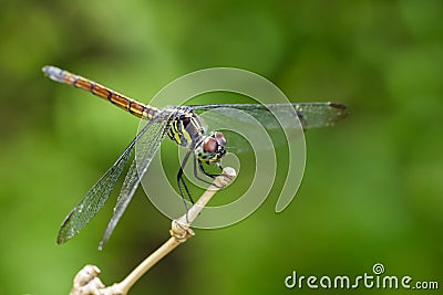 Image of crimson dropwing dragonflyfemale/Trithemis aurora. Stock Photo