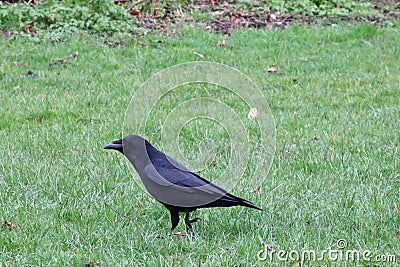 Crow walking on grass Stock Photo