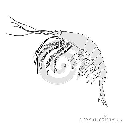 Image of crustacean animal - krill Stock Photo