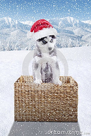 Cute husky wears Santa Claus hat Stock Photo