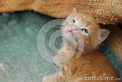image of cute red tabby kitten. Animals day, mammal, pets concept. Stock Photo