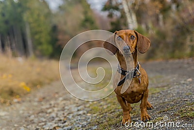 Image of a dachshund standing on a stone path looking very attentive looking at you Stock Photo