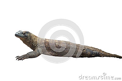 Komodo Dragon on White Background Stock Photo