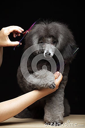 Image of dog hand scissors hairbrush dark background Stock Photo