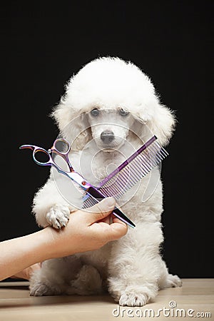 Image of dog hand scissors hairstyle Stock Photo