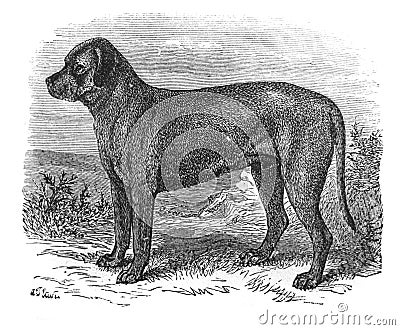 Image of a dog Mastiff in the old book The Encyclopaedia Britannica, vol. 7, by C. Blake, 1877, Edinburgh Editorial Stock Photo