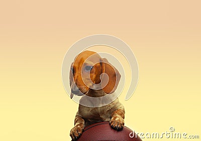 Image of dog portrait basketball Stock Photo