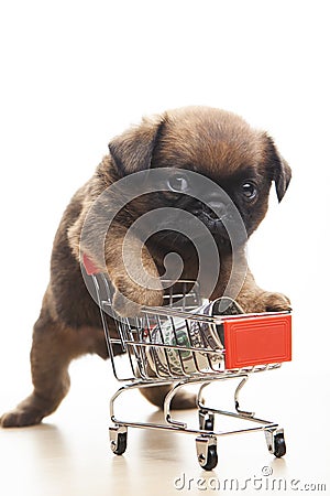 Image of dog trolley money Stock Photo