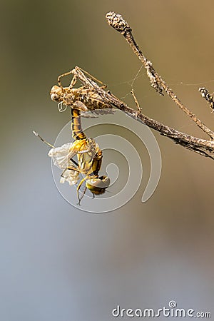 Image of Dragonfly larva dried on nature background. Stock Photo