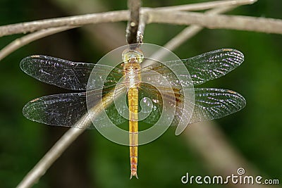 Image of dragonfly neurothemis intermedia atalantafemale. Stock Photo