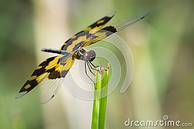 Image of a dragonfly Rhyothemis variegata. Stock Photo