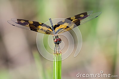 Image of a dragonfly Rhyothemis variegata Stock Photo