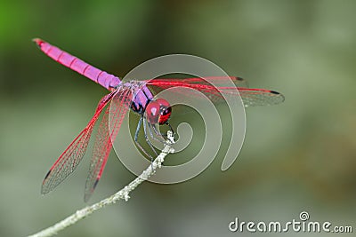 Image of a dragonfly Trithemis aurora on nature background. Stock Photo