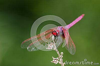 Image of a dragonfly Trithemis aurora on nature background. Stock Photo