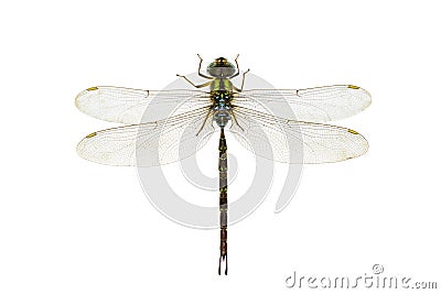 Image of dragonfly on a white background. Transparent wings insect. Insect. Animal Stock Photo