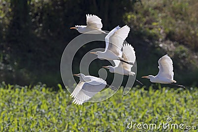 Image of egret flying. Heron. Stock Photo