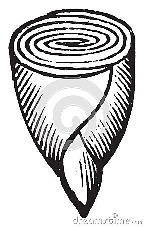 Embryo of Calycanthus vintage illustration Vector Illustration