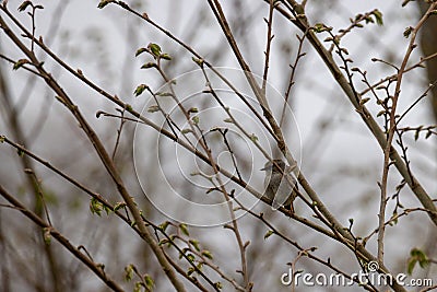 Spring's Prelude: Bird Among Budding Branches Stock Photo