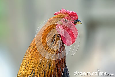 Feathery bird colorful cock on a walking Stock Photo