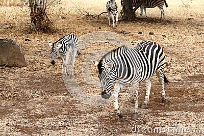 Female zebra and young Stock Photo