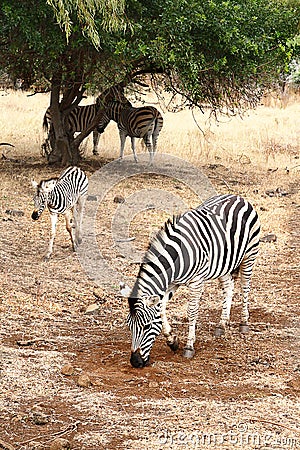 Female zebra with young Stock Photo